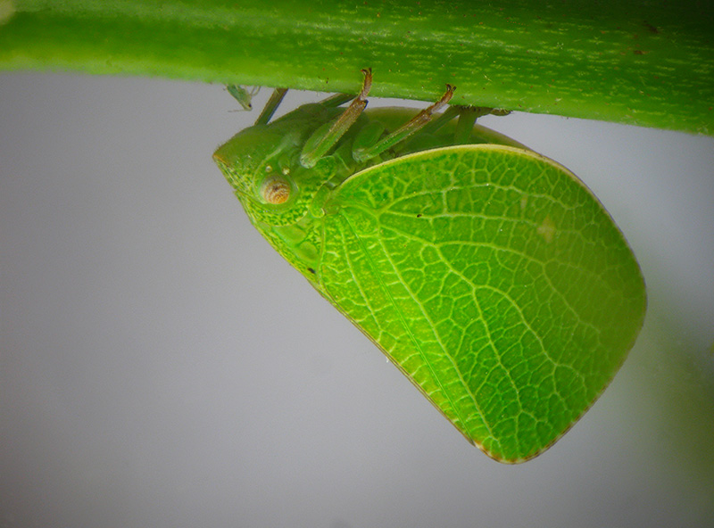 Acanalonia conica